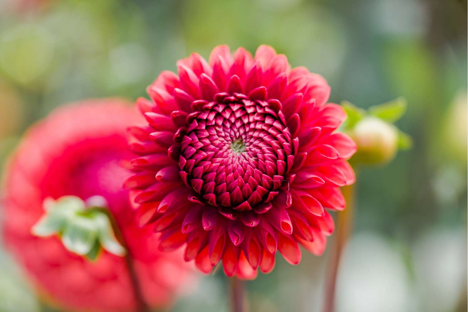Dahlia 'Brown Sugar'